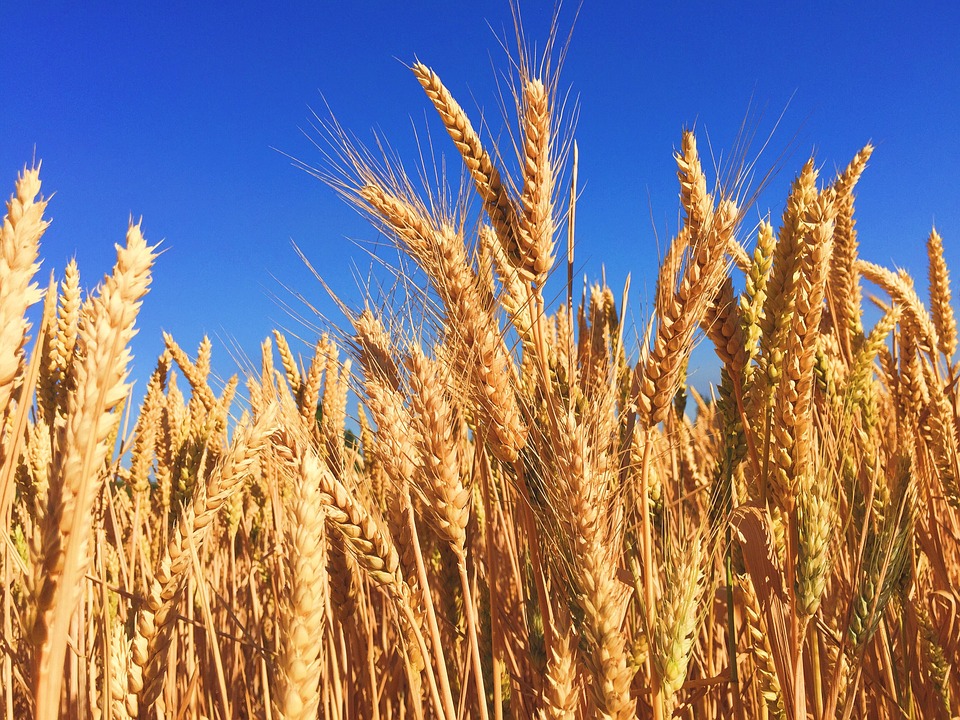 USDA Export Sales: Bán hàng đậu tương tăng, ngô và lúa mỳ giảm